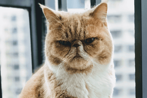 Cat wearing pet id tag