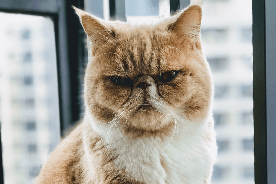 Cat wearing pet id tag