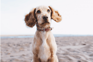 Dog wearing pet tag