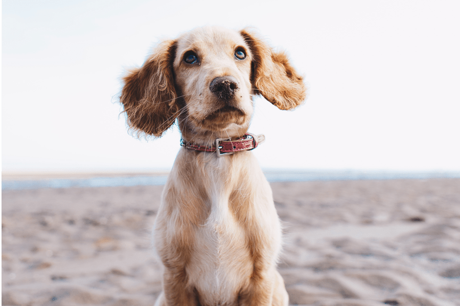 Dog wearing pet tag