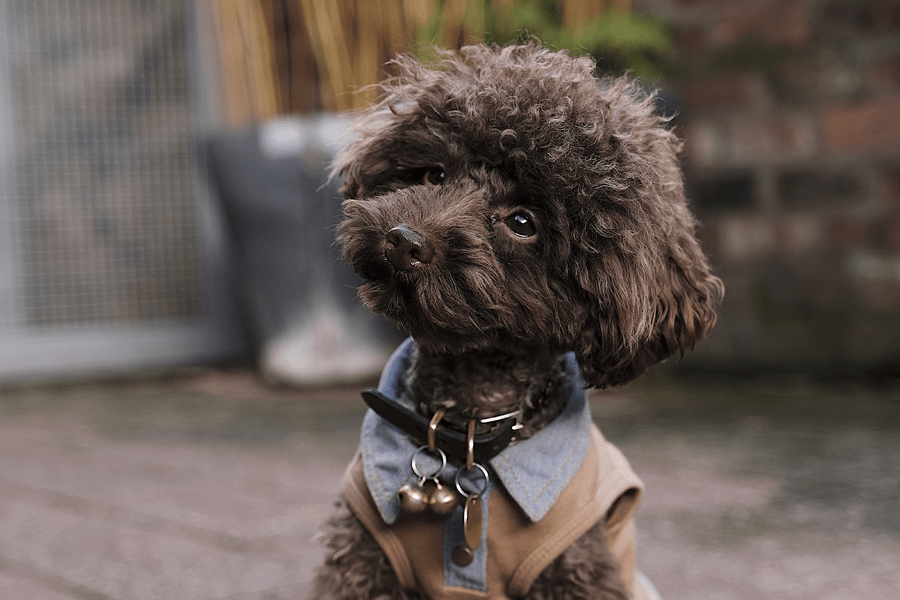 Dog wearing id tag with collar